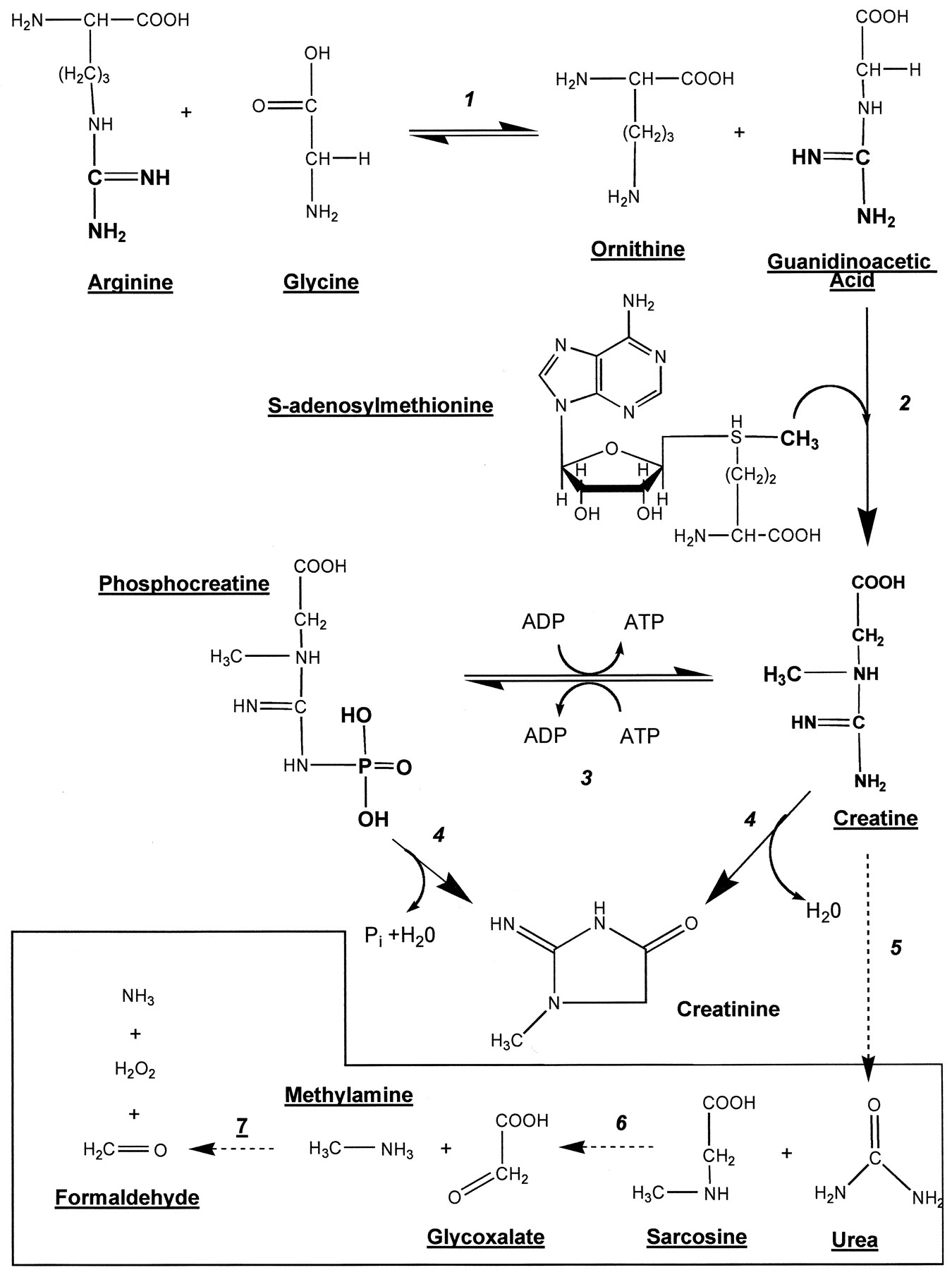 Pathway of creatine metabolism
